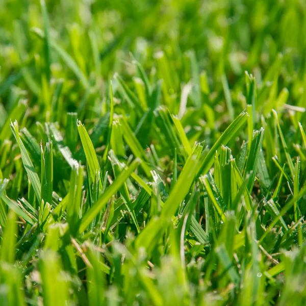 Meyer-Zoysia-Sod-Near-Me-Atalnta-GA