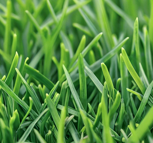 Peachtree City Emerald Sod Near Me