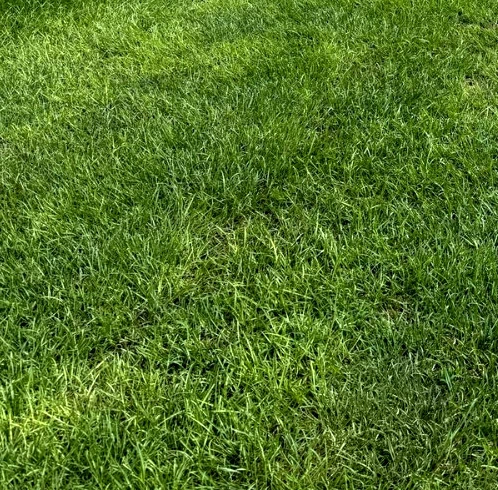 Centipede sod suppliers near Atlanta Georgia